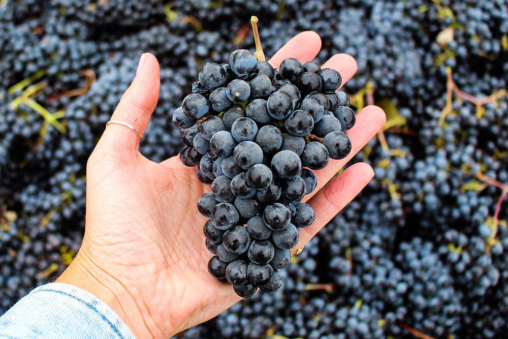 Grapes From Rutherford Ranch Abela Vineyard